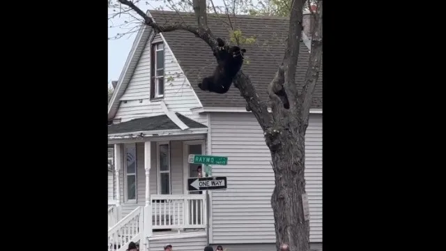 Urso à solta em Nova Iorque. Animal sobe a árvore e tem de ser sedado