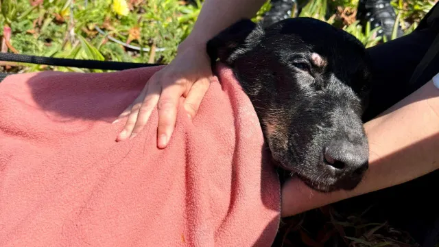 
                    Bombeiros salvam cão preso num poço com 25 metros de profundidade
                