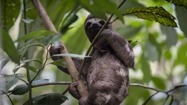 Mais de 30 preguiças morreram antes de inauguração de parque nos EUA