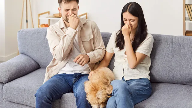 
                    Como remover (eficazmente) os odores dos animais de estimação?
                