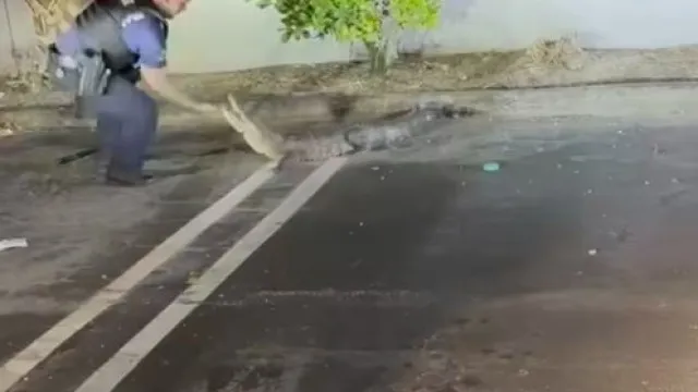 
                    Polícias capturam aligator em parque de estacionamento nos EUA. Há vídeo
                