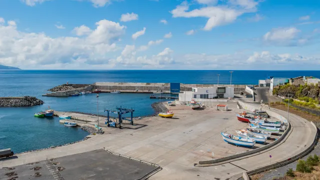 
                    Tubarão morto de forma violenta nos Açores. 