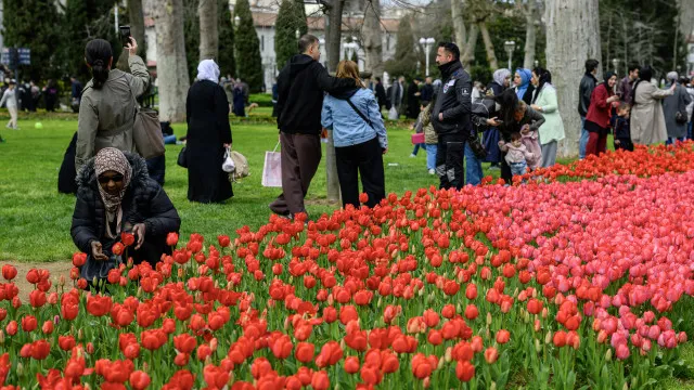 
                    Milhões de tulipas invadiram esta cidade (que não fica nos Países Baixos)
                