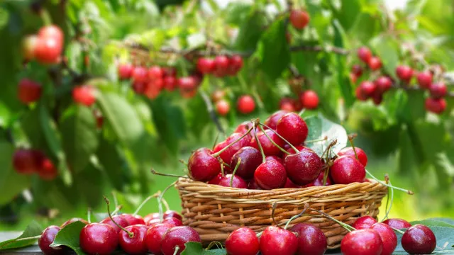 
                    Está aí o tempo das cerejas! 3 dicas simples para tirar o caroço
                