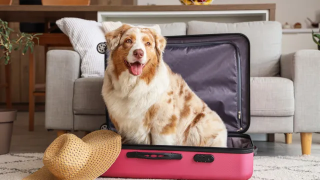 
                    Leve o seu patudo de férias! 10 hotéis que aceitam animais de estimação
                