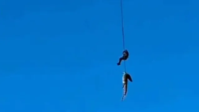 
                    Vídeo de crocodilo a ser içado de rio gera surpresa. Eis o que se passou
                