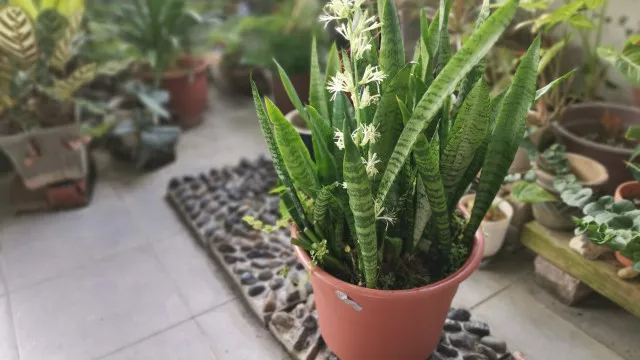 
                    Sabia que a sua Espada de São Jorge pode dar flor? Saiba como 
                