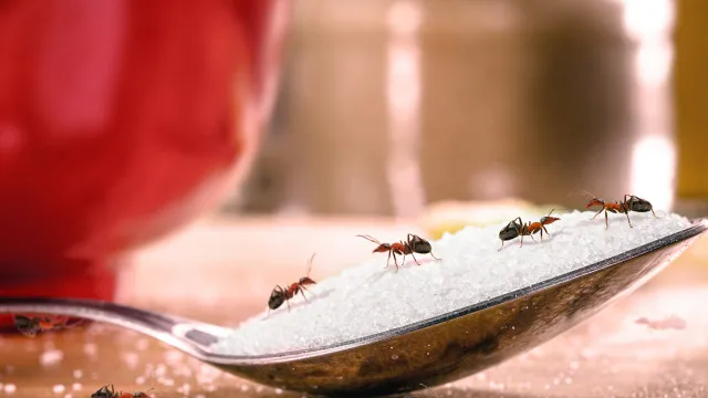 
                    6 hábitos que atraem formigas para a cozinha (e como se ver livre delas)
                