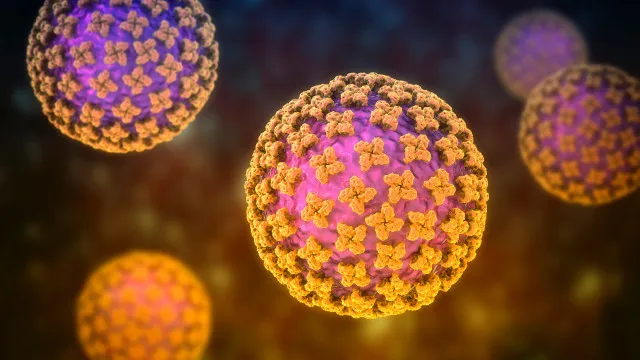 Hantavírus será a próxima pandemia? “É uma situação muito pouco provável”