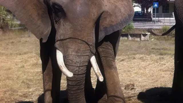 
                    Santuário no Alentejo vai ser nova casa do último elefante de circo em Portugal
                