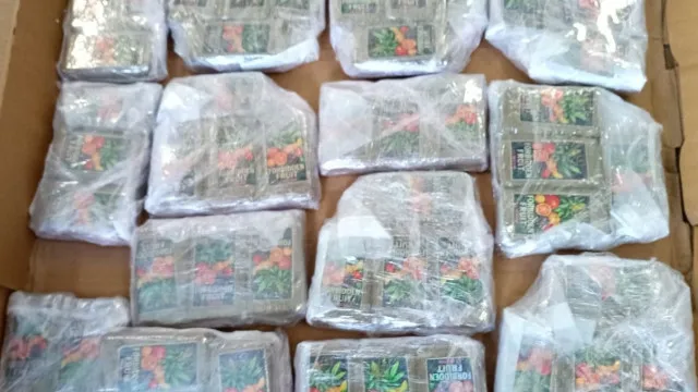 
                    Maior apreensão de sempre de haxixe na ilha das Flores. Há três detidos
                