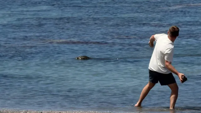 
                    Detido após tentar apedrejar foca em extinção no Havai. 