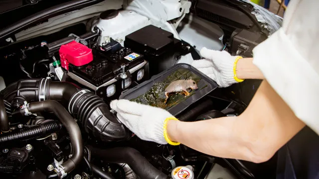 
                    Ratos no carro podem trazer doenças e danos. Como prevenir e resolver?
                