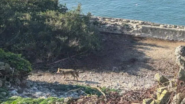 
                    Coiote nadou 3 km até Alcatraz (o dobro do esperado). 