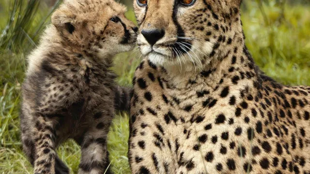 Chita grávida escapa de recinto em jardim zoológico dos Países Baixos