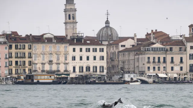 Há um golfinho solitário em Veneza. E há agora um código para o proteger