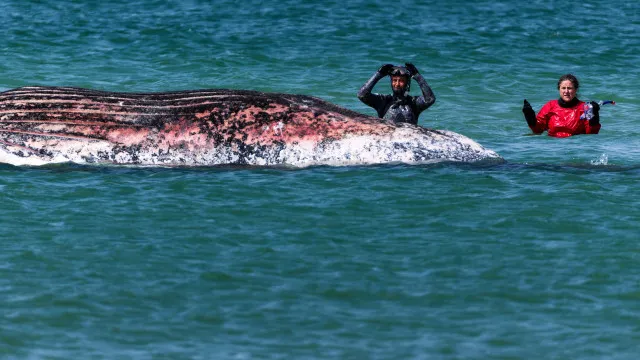 Baleia libertada no Mar do Norte encontrada morta ao largo da Dinamarca