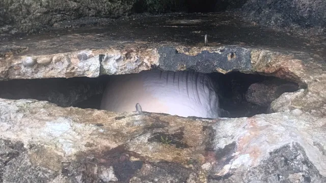 
                    Baleia morta dá à costa no Portinho da Arrábida. Está presa em buraco
                