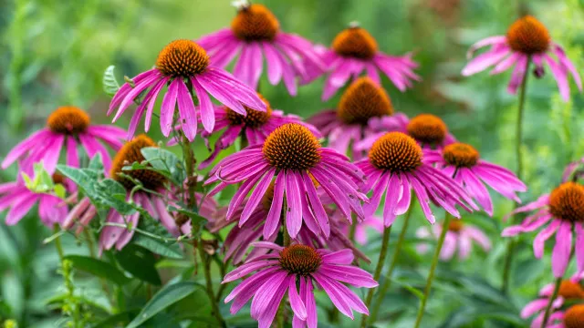 
                    Plante estas 5 flores agora para conseguir um jardim colorido no verão
                
