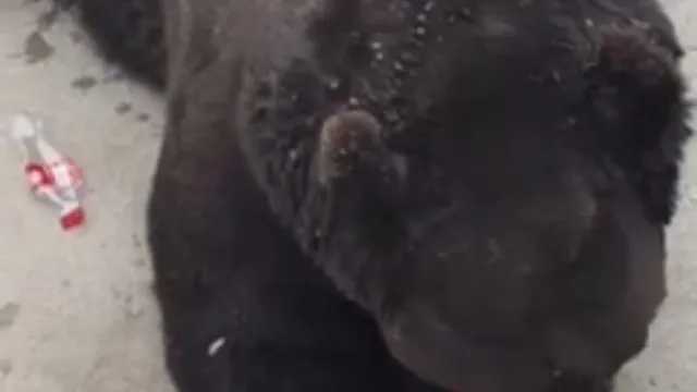 
                    Urso abre garrafa de refrigerante sozinho para beber. 