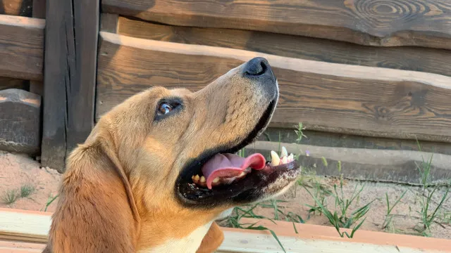 
                    Maia. Moradora perde disputa judicial contra vizinhos com cão barulhento
                