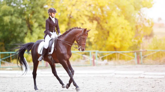 
                    Golegã. Expoégua regressa com provas equestres, gastronomia e vinho
                