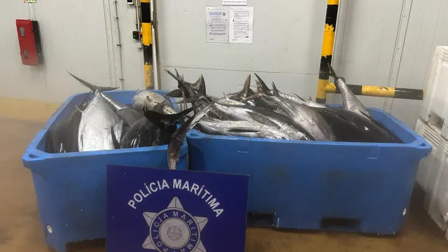 
                    Açores: Mais de 1,5 toneladas de atum apreendidas em Vila do Porto
                
