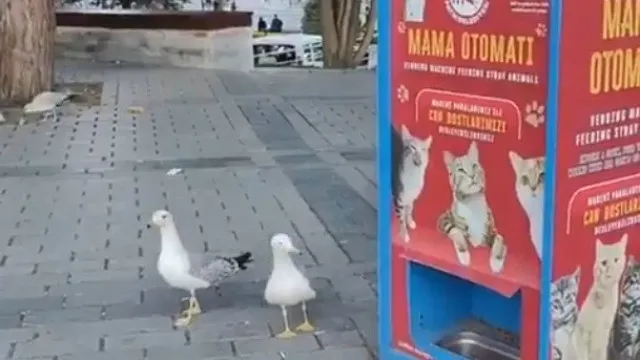 Gaivota aprende a miar... para conseguir comida de gato. Veja