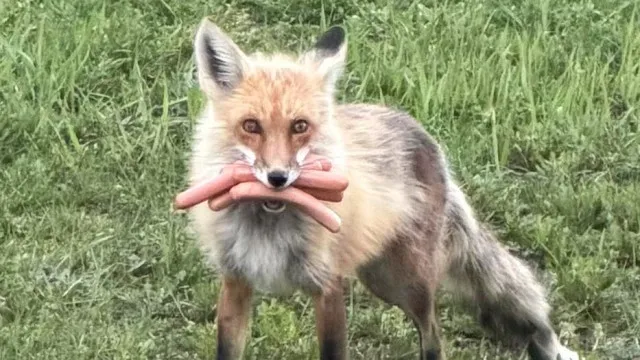 Raposa apanhada a roubar salsichas no Canadá. "É inocente!"