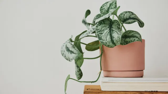 
                    8 razões pelas quais a sua planta jiboia está a morrer e como salvá-la
                