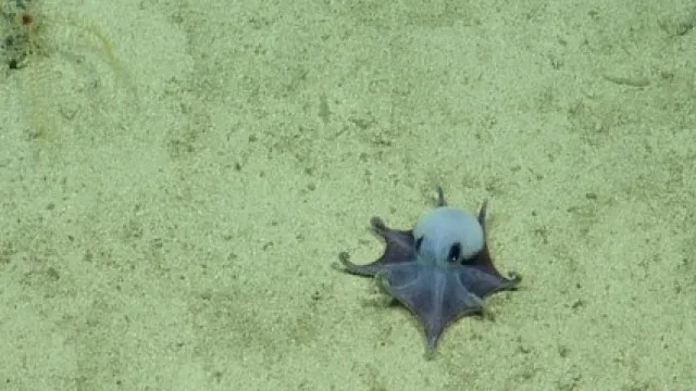 
                    Nova espécie de polvo de águas profundas descoberta nas Ilhas Galápagos
                