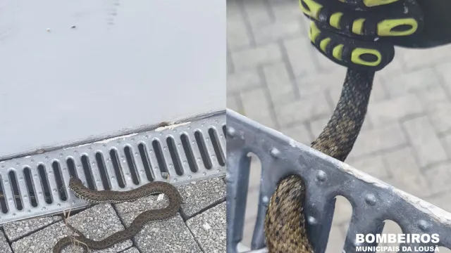 
                    Cobra 