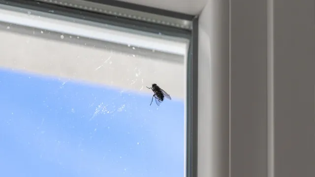 
                    A sua casa ficou cheia de moscas de repente? Há uma explicação
                