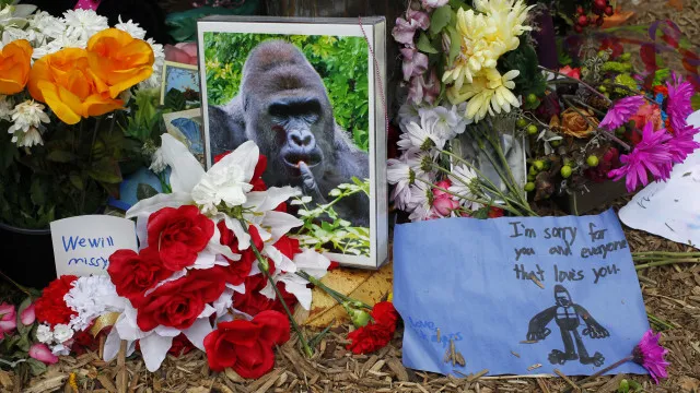 
                    Casa Branca lembra Harambe 10 anos após morte. 