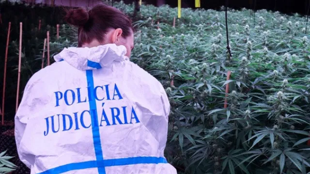 
                    PJ detém grupo criminoso que tinha 900 mil doses de canábis em armazéns
                