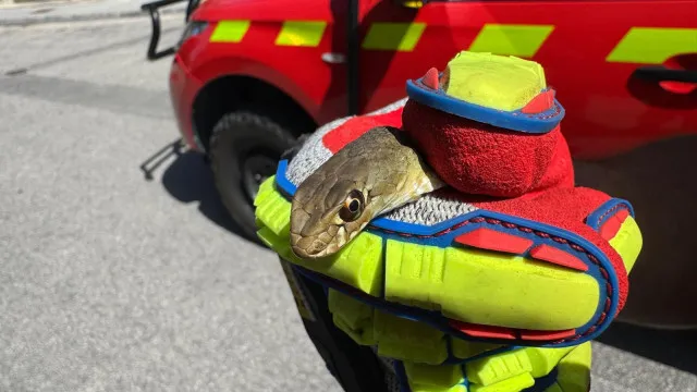 
                    Cobra encontrada em habitação em Lamego. Foi removida pelos bombeiros
                