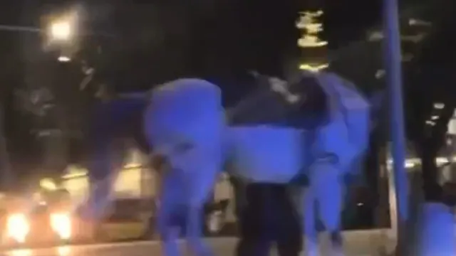 Vários cavalos nas ruas em Roma após assustarem-se com fogos de artifício