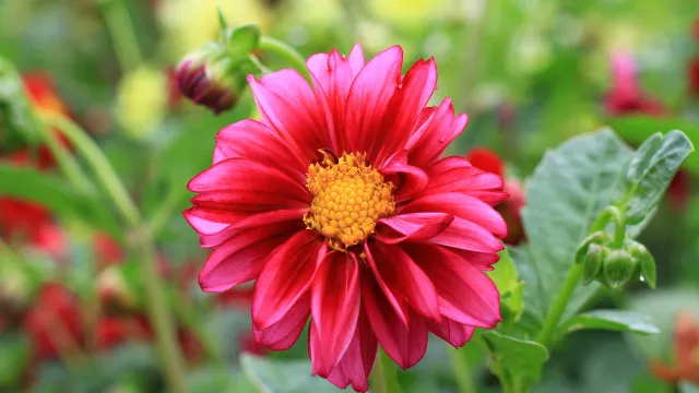 
                    6 plantas que resistem ao calor e são perfeitas para o verão
                