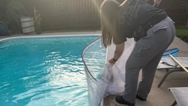 
                    Galinha em fuga no Kentucky... decide ir dar mergulho em piscina
                