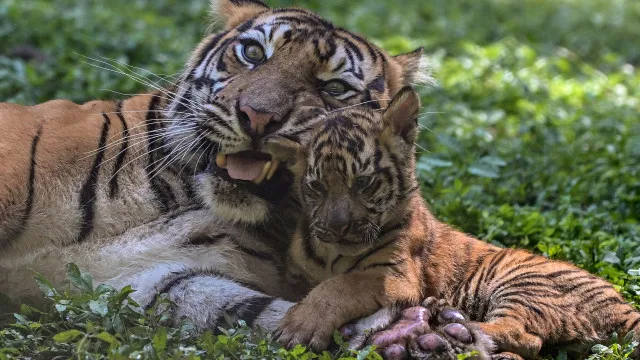 
                    Quatro crias raras de tigre-de-sumatra nascem em zoo da Indonésia
                
