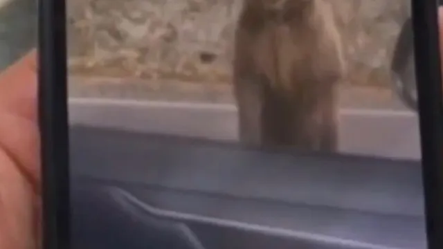 
                    Turista tenta alimentar urso na Roménia e é atacado: 