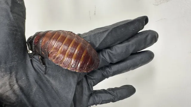 
                    Mais de 100 mil baratas contrabandeadas apreendidas na Austrália
                