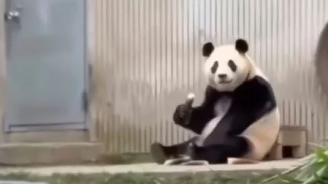 
                    Vídeo da reação da panda Fu Bao a antigo tratador sul-coreano: É falso
                