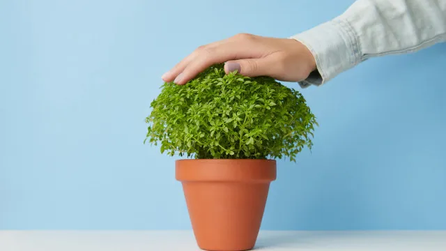 
                    Cheirar o manjerico pode mesmo matá-lo? Conheça as utilidades da planta
                