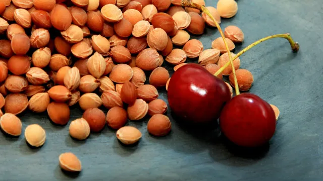 Pare de deitar fora os caroços das cerejas! 10 usos surpreendentes