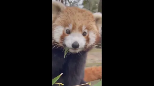 
                    Conhece Angura? A panda-vermelho do Zoo (louca por uvas) faz 3 anos
                