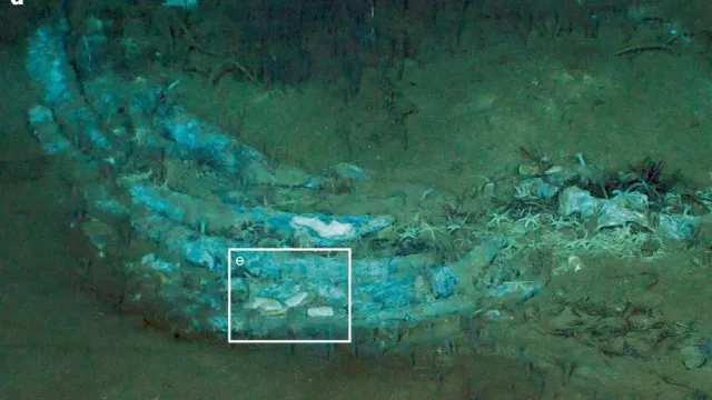 
                    Descoberto o maior cemitério de baleias do mundo com quase 500 carcaças
                