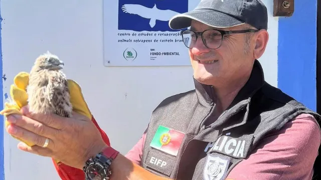 
                    PSP resgata cria de falcão 