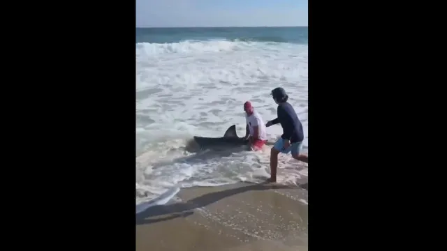 Homem pesca tubarão-branco nos EUA... e devolve-o ao mar. Veja o momento