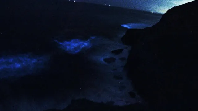 
                    Ondas azuis fluorescentes iluminaram o mar da Figueira da Foz. Há imagens
                